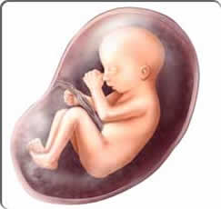 second trimester